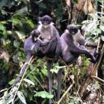 На острове борнео обнаружили вид обезьян которых считали вымершими