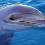 Дельфины могут запоминать и повторять звуки спустя время