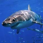Интересные факты о белой акуле (лат. carcharodon carcharias)