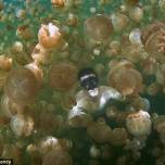Дайвинг с медузами на озере медуз (jellyfish lake)