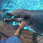 Группа учёных представила проект декларации о правах дельфинов.
