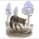 Почему койоты уменьшились в размерах