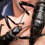 Гигантский палочник - самое редкое насекомое в мире