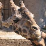 Жираф с деформированной шеей