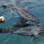 Пес подружился с дельфинами