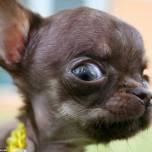 Крошечный чихуахуа милли, возможно, самая маленькая собака в мире
