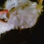Крылатая кошка была обнаружена в татарстане