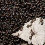 Как это, жизнь по-муравьиному?
