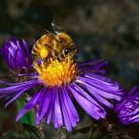 Интересные факты из жизни пчёл -2