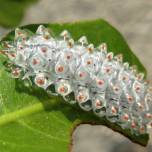 Личинка моли jewel caterpillar (acraga coa)