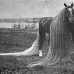 Длинногривый рекордсмен - конь линус (linus)