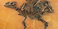 Обнаружены окаменелые останки древнейшей беременной кобылы
