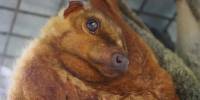Шерстокрыл — самое виртуозное из всех планирующих животных