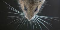 Мыши способны с помощью своих усов создать в голове трёхмерную картинку