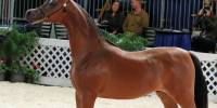 Эль рей магнум — конь, который выглядит как мультяшный персонаж disney