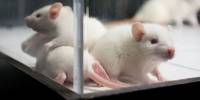 Эксперименты с мозгом мышей показали, как определенный звук вызывает страх