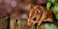 Ученые выяснили причины агрессивного отношения самцов мышей к своим детям