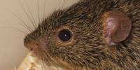 Травяная мышь, или нилотская травяная мышь (лат. arvicanthis niloticus)