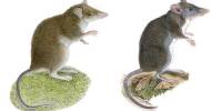 На острове лусон нашли два новых вида землеройковых крыс
