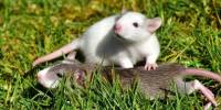 Ученые выяснили, что крысы способны к взаимовыручке