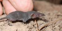 Этрусская землеройка – самое маленькое современное млекопитающее на планете