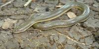 В мьянме обнаружили новый род и вид змей