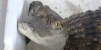 Ребенок заказал в интернете аквариумную рыбку и получил живого крокодила