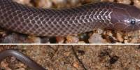 В лесах гвинеи обнаружен новый вид змей - atractaspis branchi