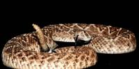Сигнал гремучих змей оказался средством обмануть приближающееся животное