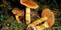 Семь ядовитых грибов