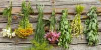 Почему сухие растения теряют вкус и цвет, но сохраняют запах?