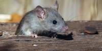 У мышей наблюдаются признаки депрессии, если они становятся свидетелями социального неравенства