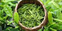 У зеленого чая обнаружили еще одну способность защищать организм