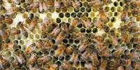 Пчелы социально дистанцируются, чтобы избежать заражения паразитами
