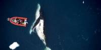 Сколько пищи съедают самые крупные киты
