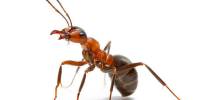 Всего один ген изменяет статус муравья с «рабочего» до «королевского»