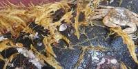Морские животные понемногу осваивают мусорный биом, созданный благодаря деятельности человека