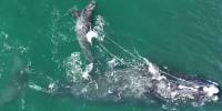 Запутавшаяся в сетях самка редкого кита родила детеныша