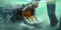 Небный клапан помог крокодилам пережить динозавров