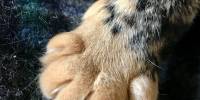 Почему кошки всегда кладут лапу поверх руки человека