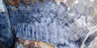 Палеонтологи нашли двухметровую многоножку из каменноугольного периода