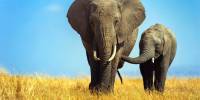 Пожилые слоны сдерживают агрессию молодых самцов