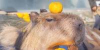 В японском зоопарке капибарам организовали цитрусовое спа