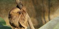 Почему ленивцы часто висят вниз головой?