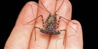 Фрин - жгутоногий паук, похожий на скорпиона