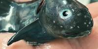 Российский рыбак публикует фотографии ужасных морских существ