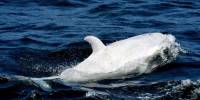 Белая косатка (orcinus orca) по имени фрости
