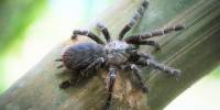 Найден первый в мире паук-птицеед, живущий в стеблях бамбука