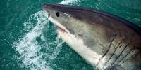 Фазы луны влияют на агрессивность акул