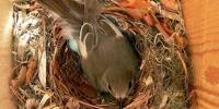 Самки некоторых птиц изменяют своим партнерам, чтобы обезопасить себя и птенцов от хищников